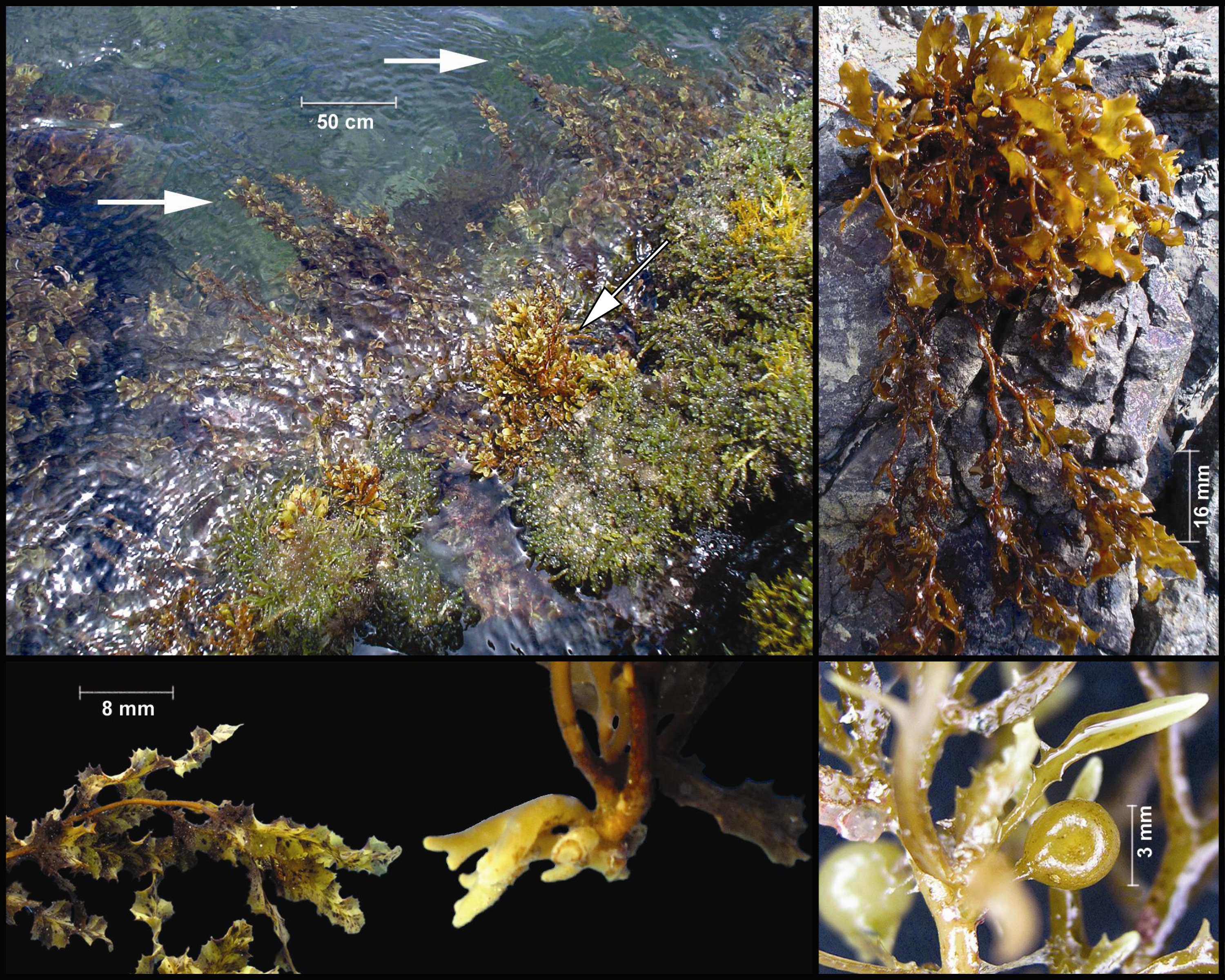 figura 17. Sargassum. Crecimiento (arriba izquierda, flechas); hábito (arriba derecha); detalle de filidios u hojas (abajo izquierda), parte basal (abajo centro) y pneumatocisto (abajo derecha).