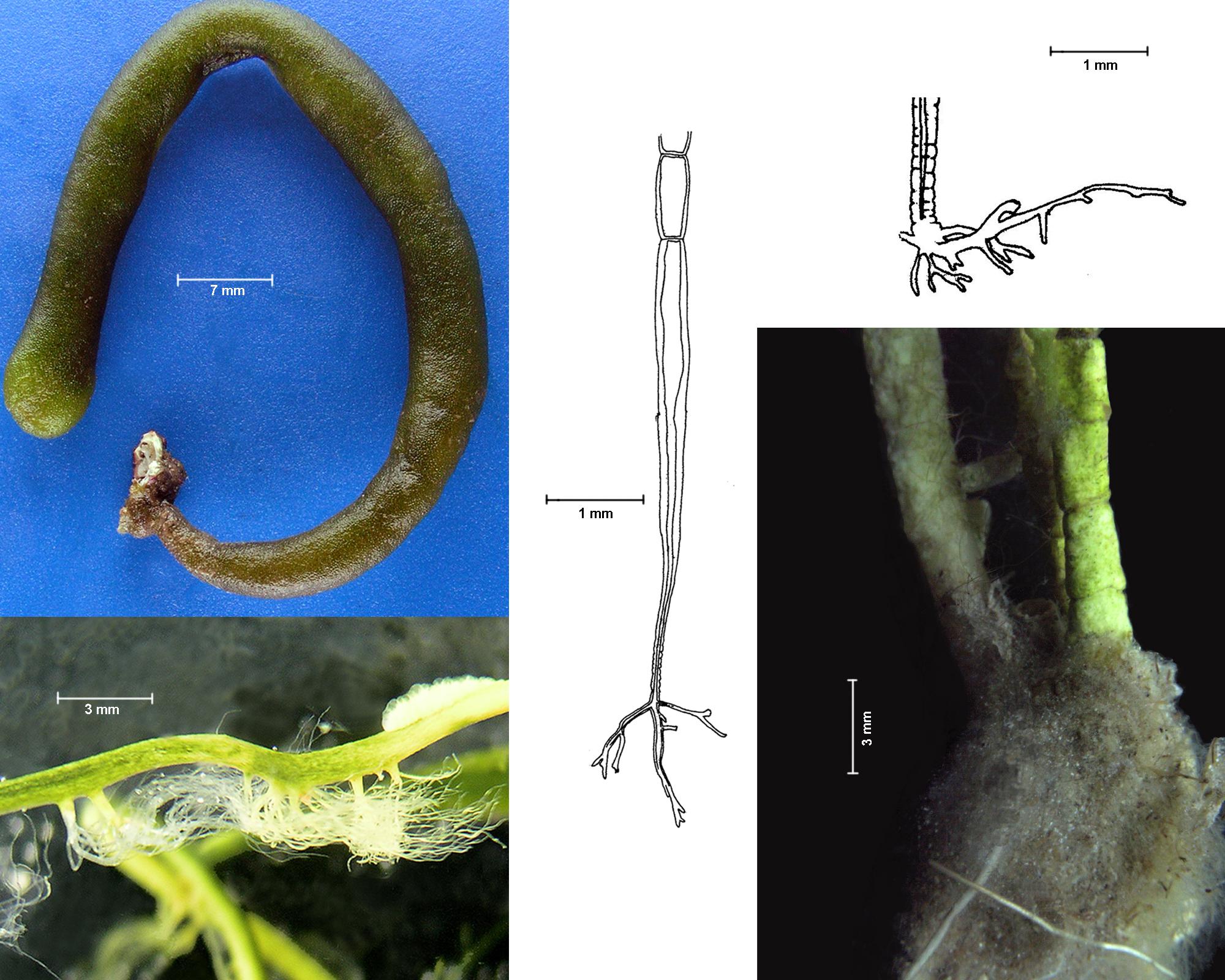 fig. 13. Modos de fijación al sustrato: mediante disco basal (Codium, arriba izquierda), rizoides (Caulerpa, abajo izquierda; Chaetomorpha, centro y arriba derecha), masa rizoidal (detalle de Avrainvillea, abajo derecha).