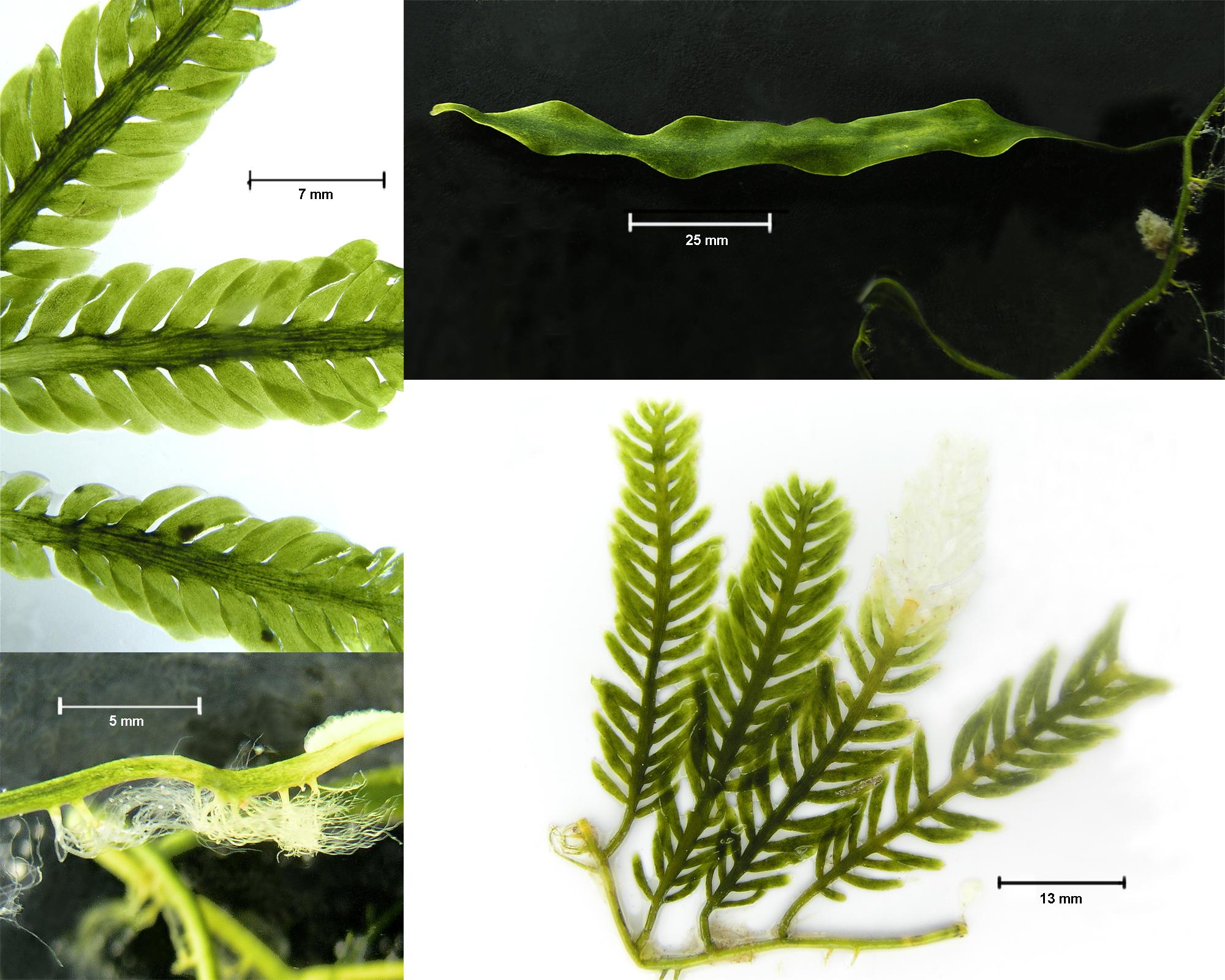 fig. 32. Especies de Caulerpa. Ramas y rámulas (arriba izquierda), estolón y rizoides (abajo izquierda) y hábito (arriba y abajo derecha).
