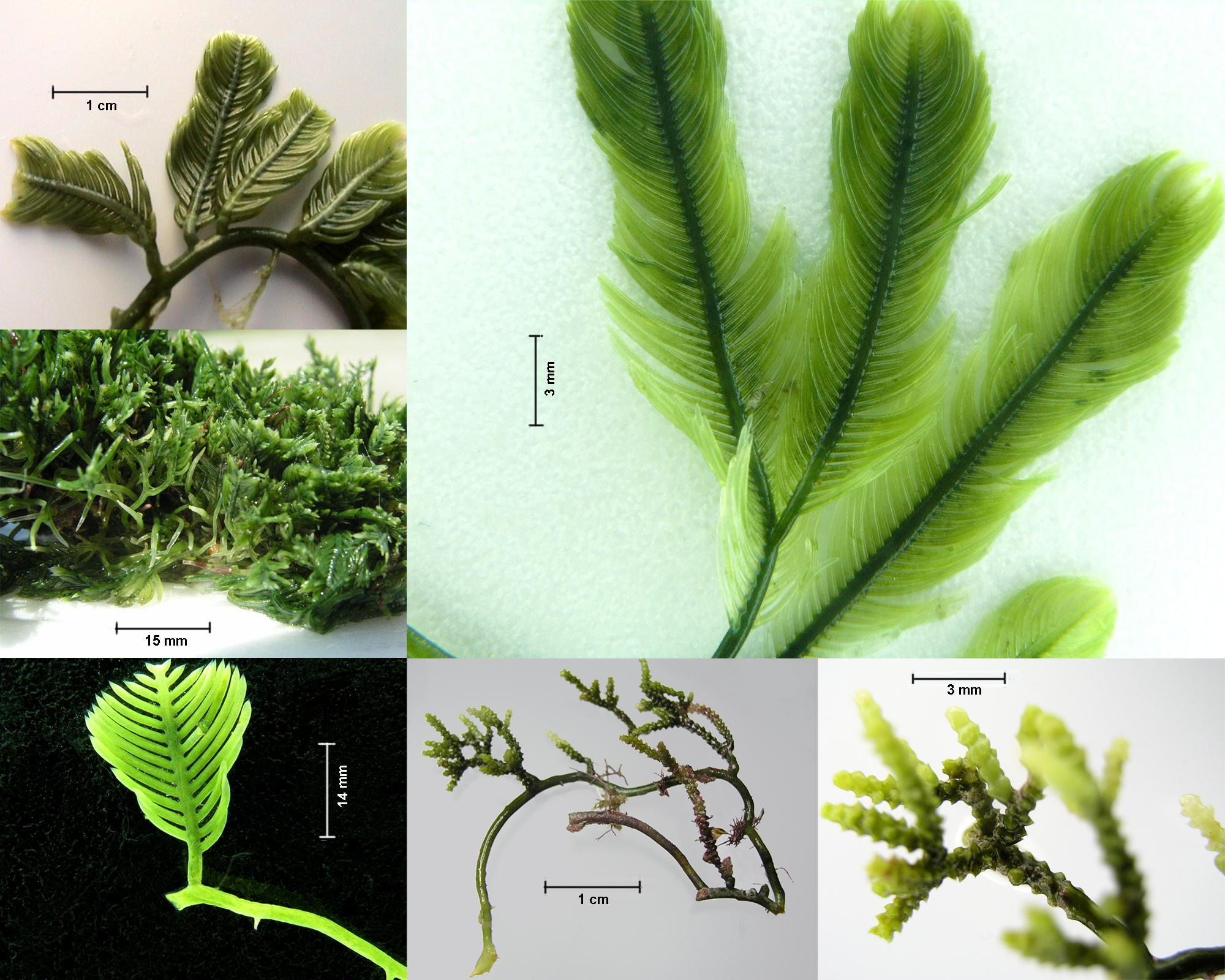 fig. 33. Especies de Caulerpa. Hábito (arriba y abajo izquierda), crecimiento (centro izquierda), ramas y rámulas (arriba derecha) y hábito y detalle de ramas y rámulas de otra especie (abajo centro y derecha).
