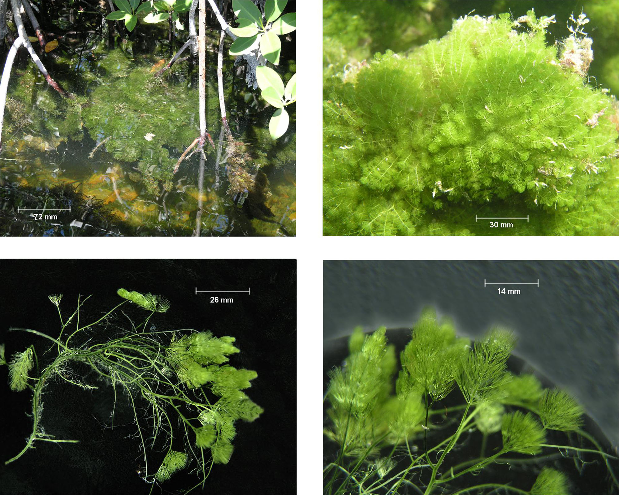 fig. 34. Caulerpa. Crecimiento en campo (arriba izquierda), detalle de crecimiento en campo (abajo izquierda), hábito (arriba derecha) y detalle de hábito (abajo derecha).
