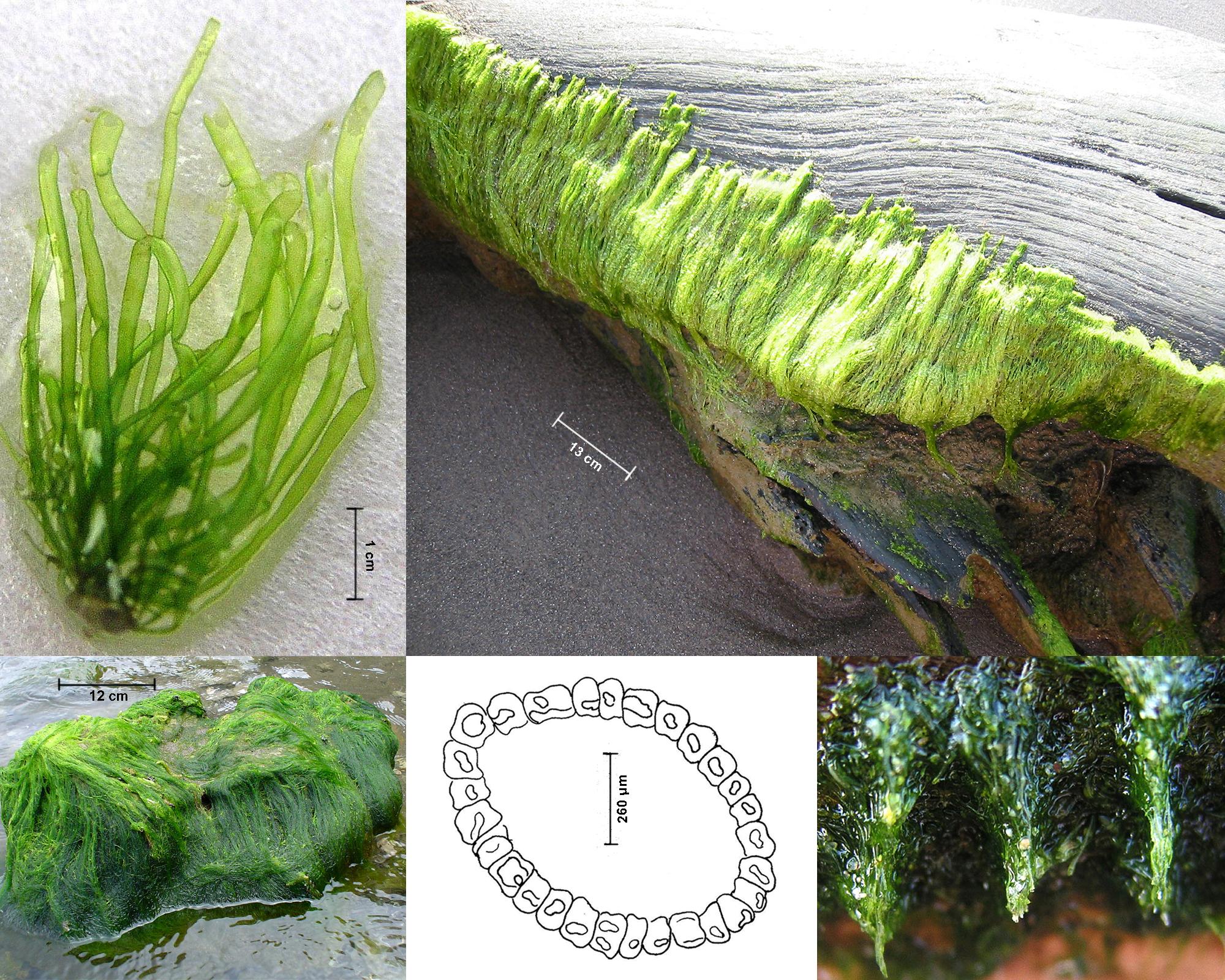 fig. 46. Especies tubulares monostromáticas de Ulva (antes Enteromorpha). Hábito (arriba izquierda), crecimiento (derecha arriba y abajo, izquierda abajo) y corte transversal (abajo centro).
