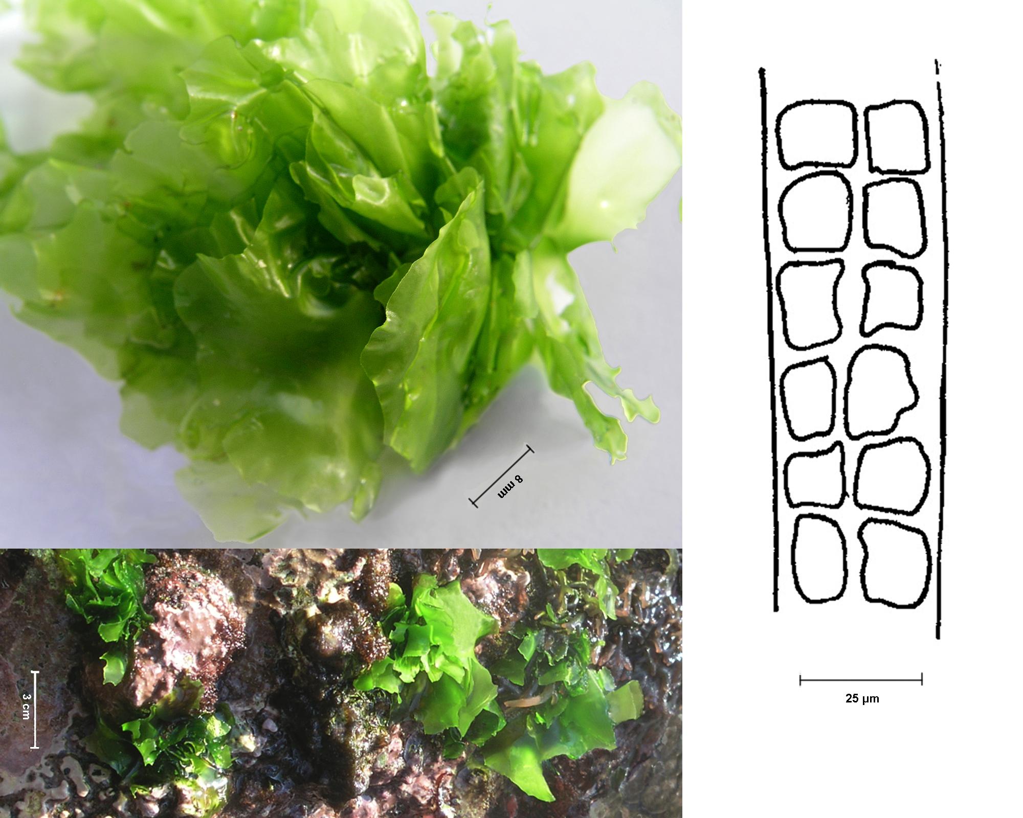 fig. 56. Ulva. Hábito (arriba izquierda), crecimiento (abajo izquierda) y corte transversal (derecha).
